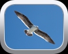 Free Flying