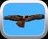 Hunter