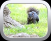 Squirious