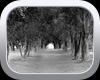 Tree Tunnel