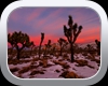 Joshua Tree