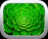 Succulent Spring